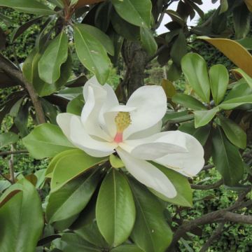 Kuningasmagnolia Galissonière
