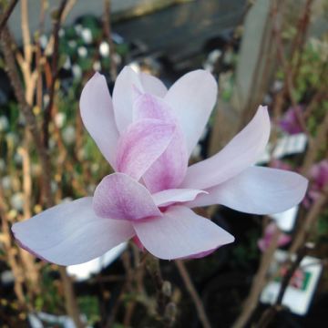 Tarhamagnolia Leonard Messel