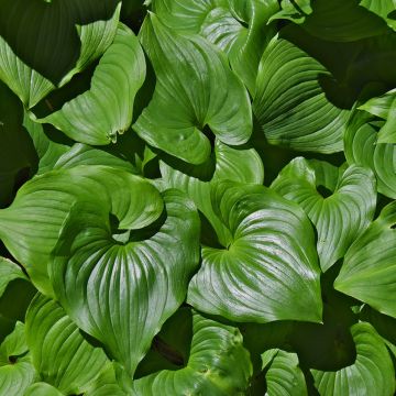 Oravanmarja - Maianthemum kamtschaticum