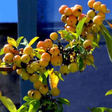 Koristeomenapuu Golden Hornet