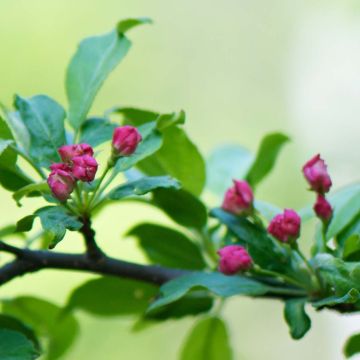 Helmiomenapuu - Malus toringo
