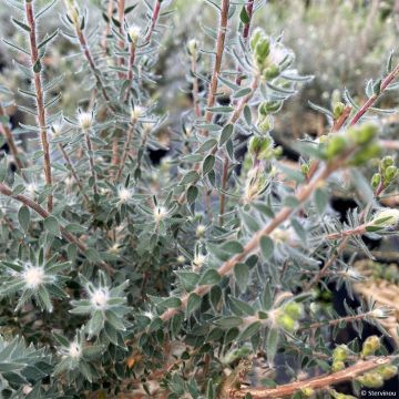 Kaarnamyrti - Melaleuca squamea