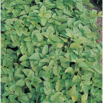 Sitruunamelissa luomu - Melissa officinalis