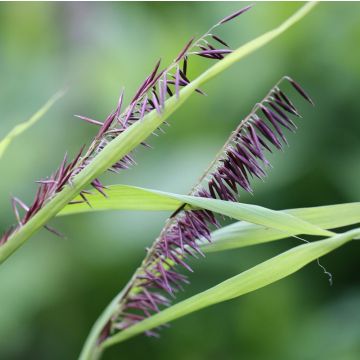 Isohelmikkä Atropurpurea