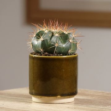 Melocactus azureus