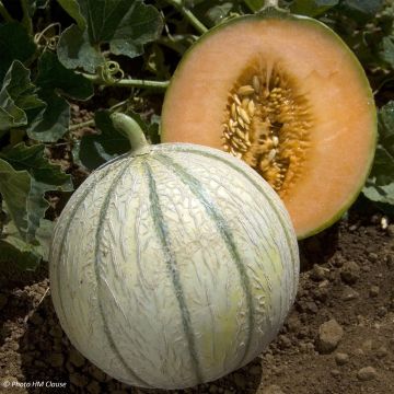 Cantaluponmeloni Anasta F1 vartettu
