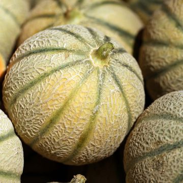Cantaluponmeloni Jerac F1 taimena