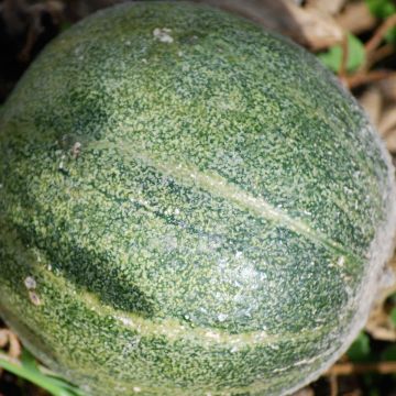 Cantaluponmeloni Petit gris de Rennes luomu - Ferme de Sainte Marthe