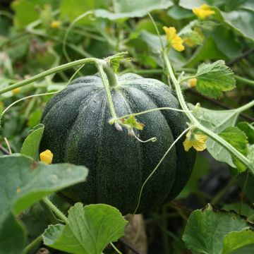 Meloni vihreä kiipeilijä luomu - Ferme de Sainte Marthe