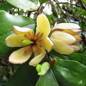 Liljamagnolia - Magnolia figo