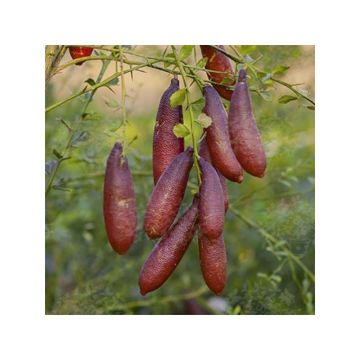 Sormilimetti Black Pearl - Microcitrus australasica
