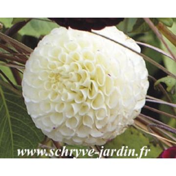 Pallodaalia Flocon de neige