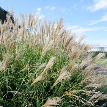Elefanttiheinä - Miscanthus floridulus