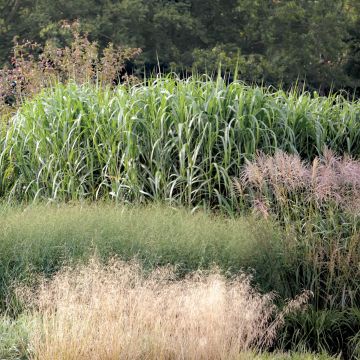 Isonorsunheinä - Miscanthus giganteus ou floridulus