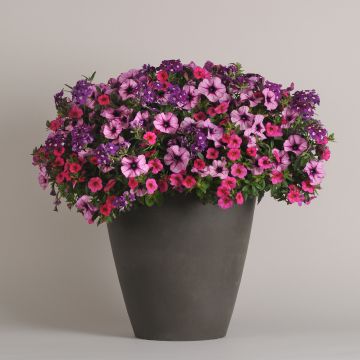 Petunia Calibrachoa Verbena Mixmasters A Grape Fit