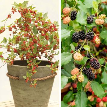 Mulperi Bonbonberry ‘Mojo Berry’