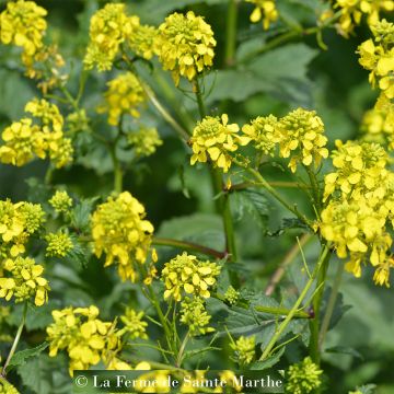 Keltasinappi luomu - Ferme de Sainte Marthe - Sinapis alba