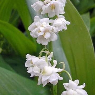 Kielo Prolificans