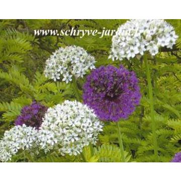 Laukka - Allium multibulbosum