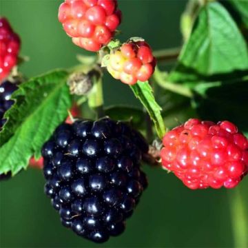 Loganmarja Loganberry