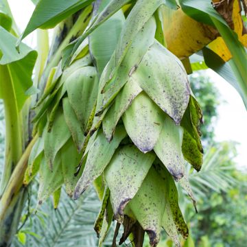 Ensete glaucum