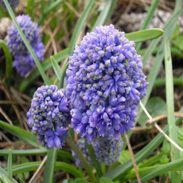 Tummahelmililja Blue Spike