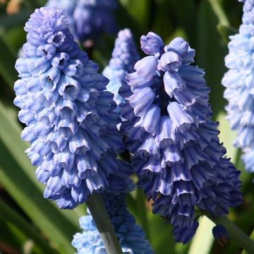 Asuurihelmililja - Muscari azureum