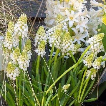 Tummahelmililja White Pearl