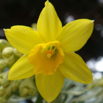 Syklaaminarsissi February Gold