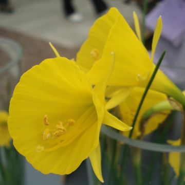 Virvanarsissi Golden Bells