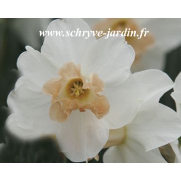 Torvinarsissi Louise de Coligny
