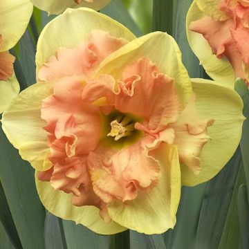 Orkideanarsissi Vanilla Peach