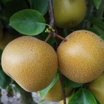 Omenapäärynä (nashi) Nijisseiki