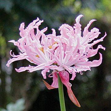 Ruusuneidikki Rose
