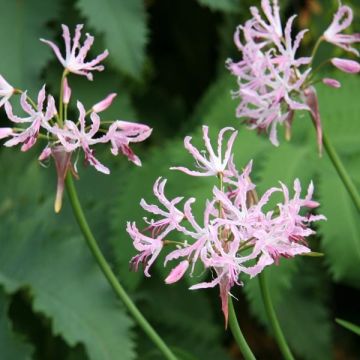 Ruusuneidikki - Nerine undulata
