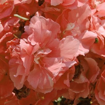 Oleanteri Rose saumon Double