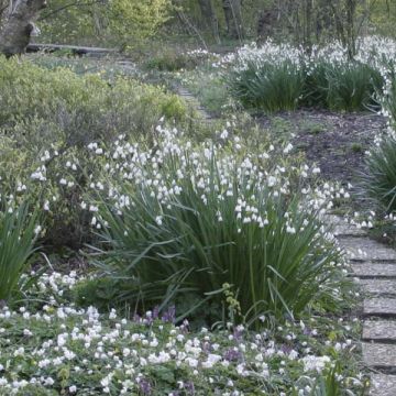 Kesälumipisara - Leucojum aestivum
