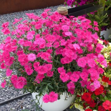Pulskaneilikka Suntory Pink