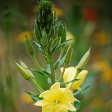Iltahelokki luomu - Ferme de Sainte Marthe - Oenothera biennis