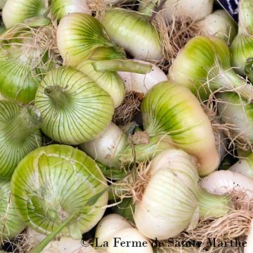Nippusipuli Premier - Ferme de Sainte Marthe