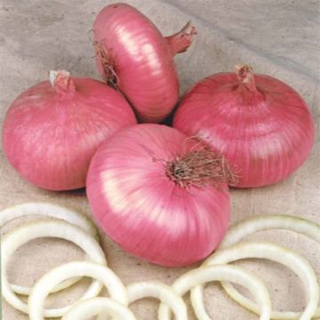 Punasipuli Lilia Red Créole