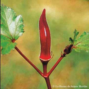 Okra Red Burgundy - Ferme de Sainte Marthe