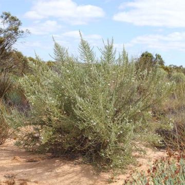 Puuasteri - Olearia lepidophylla