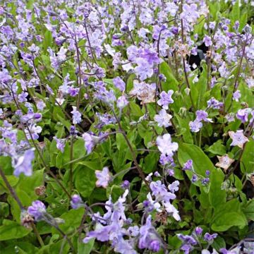 Turkinkaihonkukka Lilac Mist
