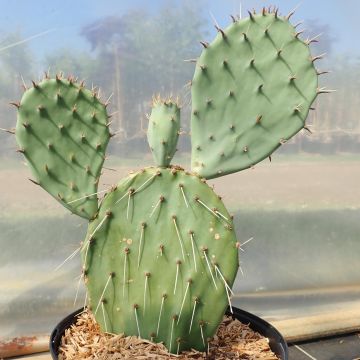 Siniopuntia - Opuntia phaeacantha var. angustata