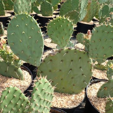 Luumuopuntia Belen