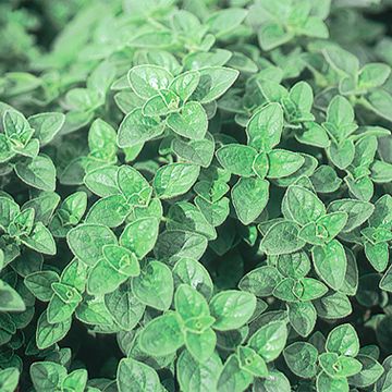 Mäkimeirami luomu - Origanum vulgare