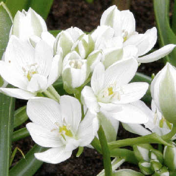 Tähdikki - Ornithogalum balansae