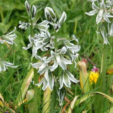 Balkanintähdikki - Ornithogalum narbonense