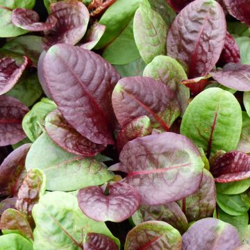 Kilpisuolaheinä Purpurea luomu
